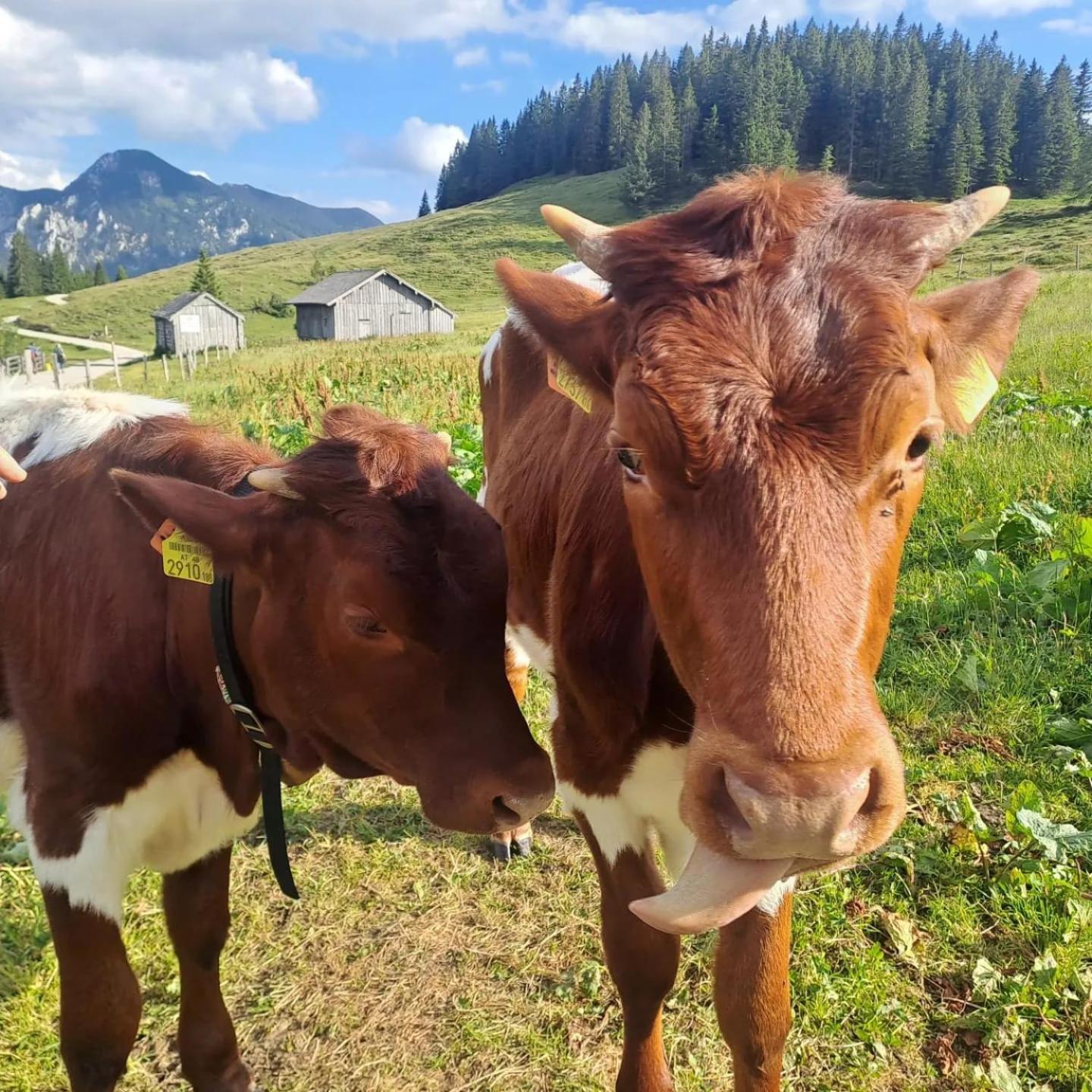 Mountainlove Strobl Ngoại thất bức ảnh