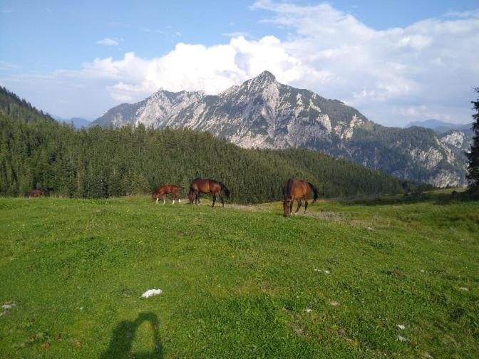 Mountainlove Strobl Ngoại thất bức ảnh